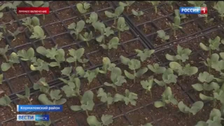 В Омской области полным ходом идёт посевная кампания
