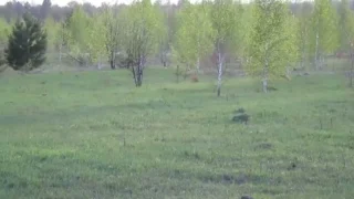 В Омской области активизировались зайцы