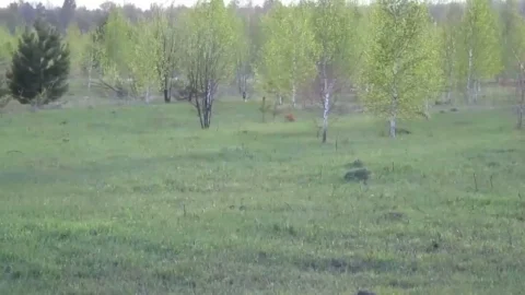 В Омской области активизировались зайцы