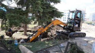В Омске деревья с площади Бухгольца переместят в сквер имени Карбышева