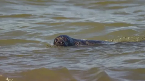 В Калининградской области спасли и выпустили в море краснокнижных тюленят