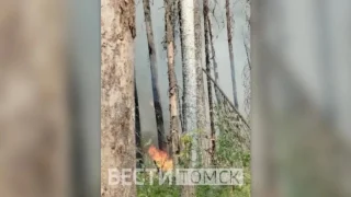 Медвежья берлога спасла посёлок от лесного пожара