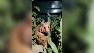 В объектив омича попал дикий хомяк