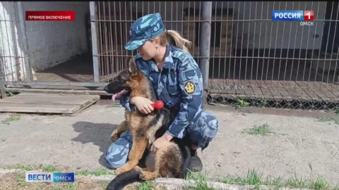 Три щенка немецкой овчарки отправятся на службу в УФСИ России