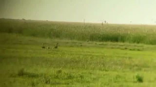 В Омской области открылись «гусиные ясли»