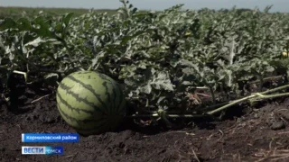 В Роспотребнадзоре сообщили последние данные проверок арбузов, которыми торгуют в Омске
