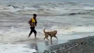 В Сочи во время шторма спасатель вынес из моря бездомную собаку