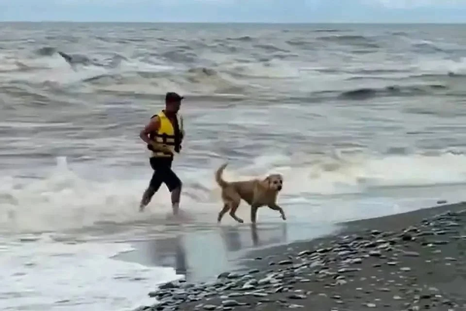 В Сочи во время шторма спасатель вынес из моря бездомную собаку