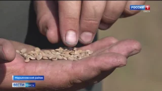 Под Омском начали уборку нового сорта чечевицы