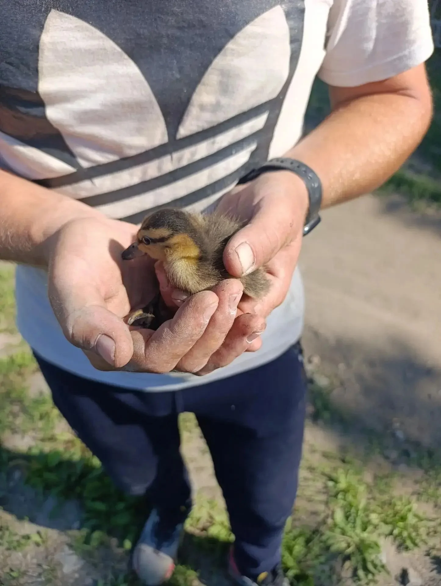 В Омске рабочие дорожной службы спасли утенка из ливневки