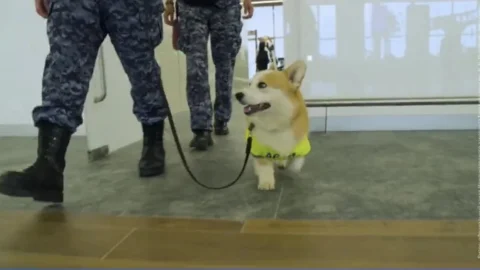 Семимесячный корги Арчи приступил к службе в аэропорту