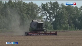 Омские аграрии получают первые результаты уборочной кампании, начатой раньше обычного