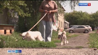 В Омске муниципальный приют для животных готовится к расширению