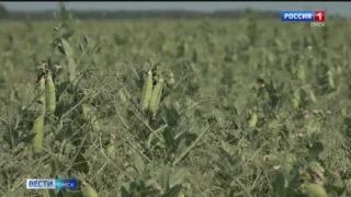 В Омской области в июле началась уборочная кампания