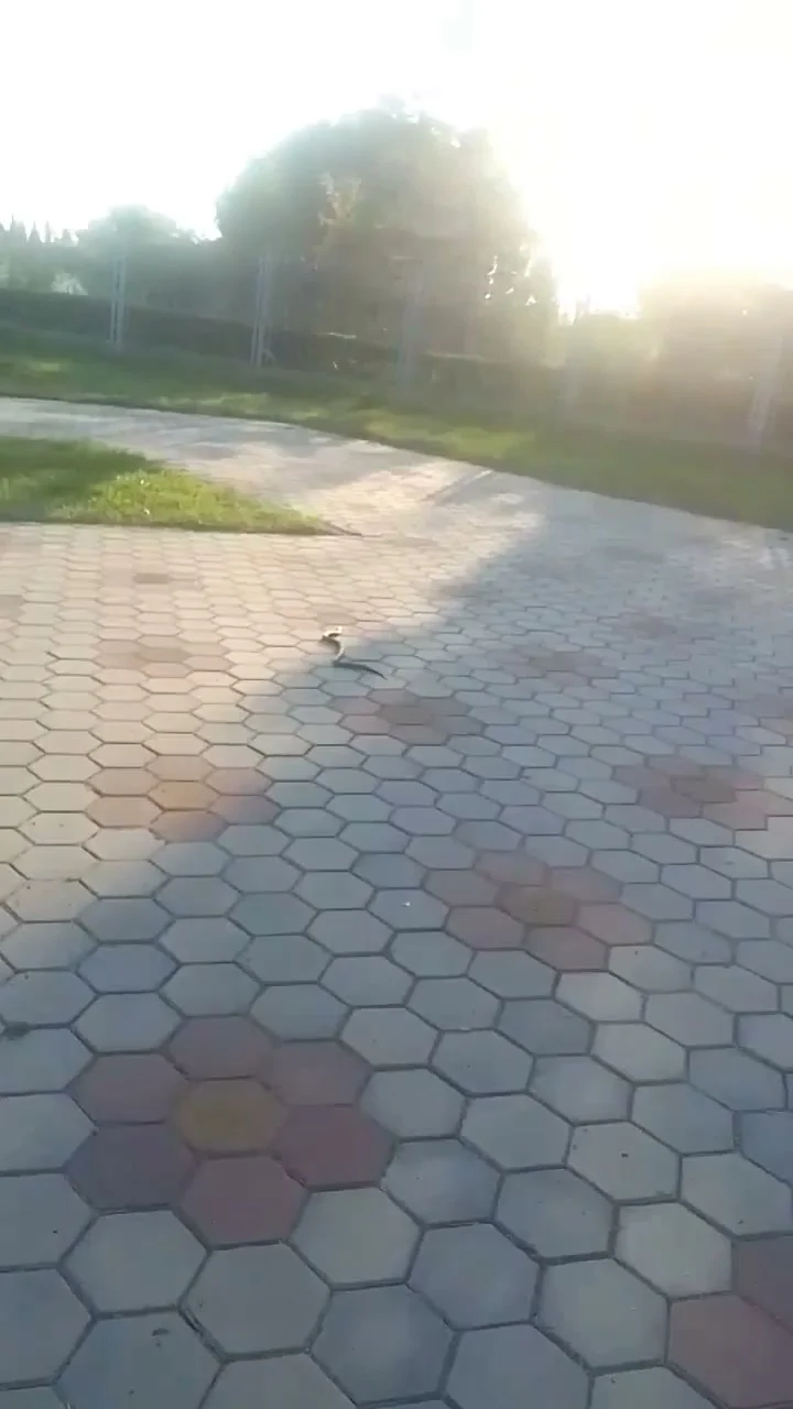 В Омске в одном из парков заметили змею
