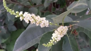 Чудо природы: в Марьяновском районе второй раз за сезон зацвела черёмуха