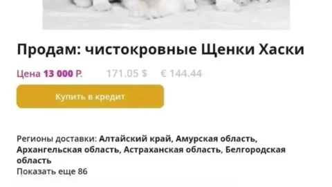 Пёс-призрак: омичка отдала 66 000 рублей за несуществующего хаски