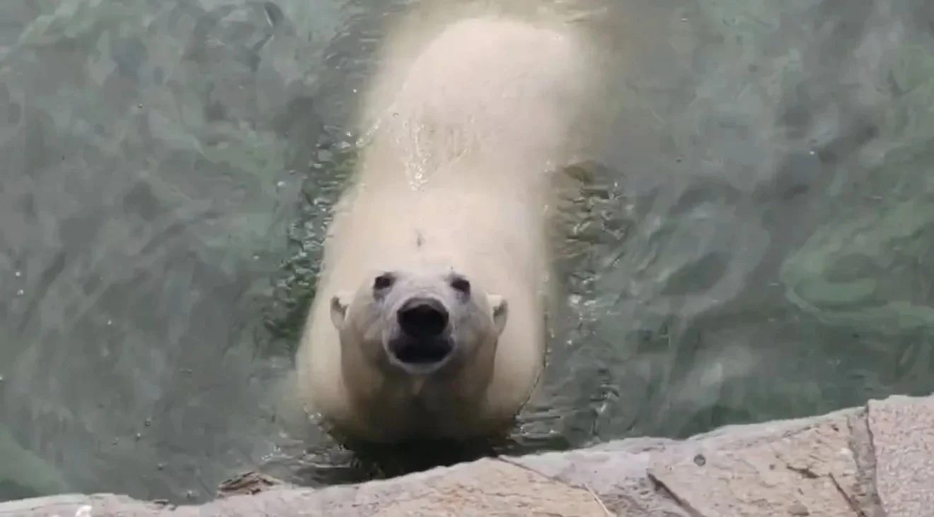 В Большереченском зоопарке показали любимый ритуал медведицы Думки