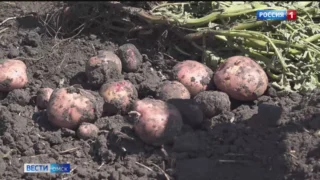 Урожай картофеля оказался под угрозой после проливных дождей в Омске