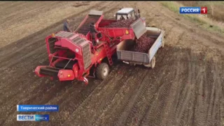 После проливных дождей в Омской области возобновилась уборочная кампания
