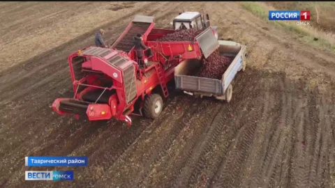 После проливных дождей в Омской области возобновилась уборочная кампания