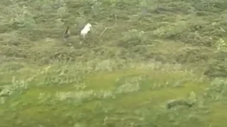 Белоснежный лось попал на видео инспекторов Управления по охране животного мира