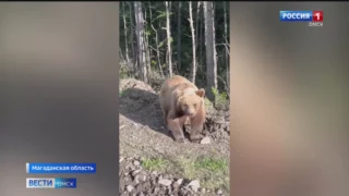 Угроза нападения медведей на людей добралась до Омской области