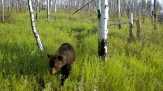 В Омской области расстаются медведи