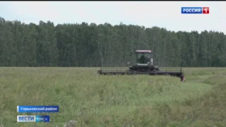 Погода не повлияла на качество зерна омских аграриев