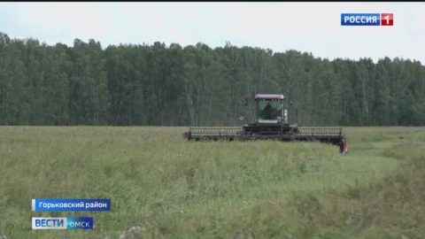 Погода не повлияла на качество зерна омских аграриев