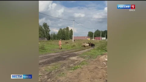 Управу на соседа-зверовода ищут его соседи в одном из жилых поселков в Омске