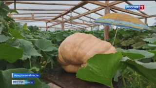 12-летний школьник из Иркутска вырастил гигантскую тыкву весом 730 килограммов