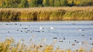 В Омск прилетела стая лебедей