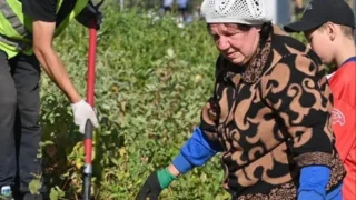 Омичка, которая ранее выкопала гортензию из сквера у СКК, высадила новые цветы