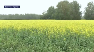 Аномальное лето сподвигло омских аграриев на настоящие эксперименты