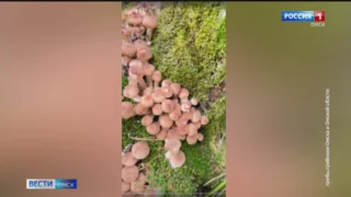 В омских лесах настоящий бум опят