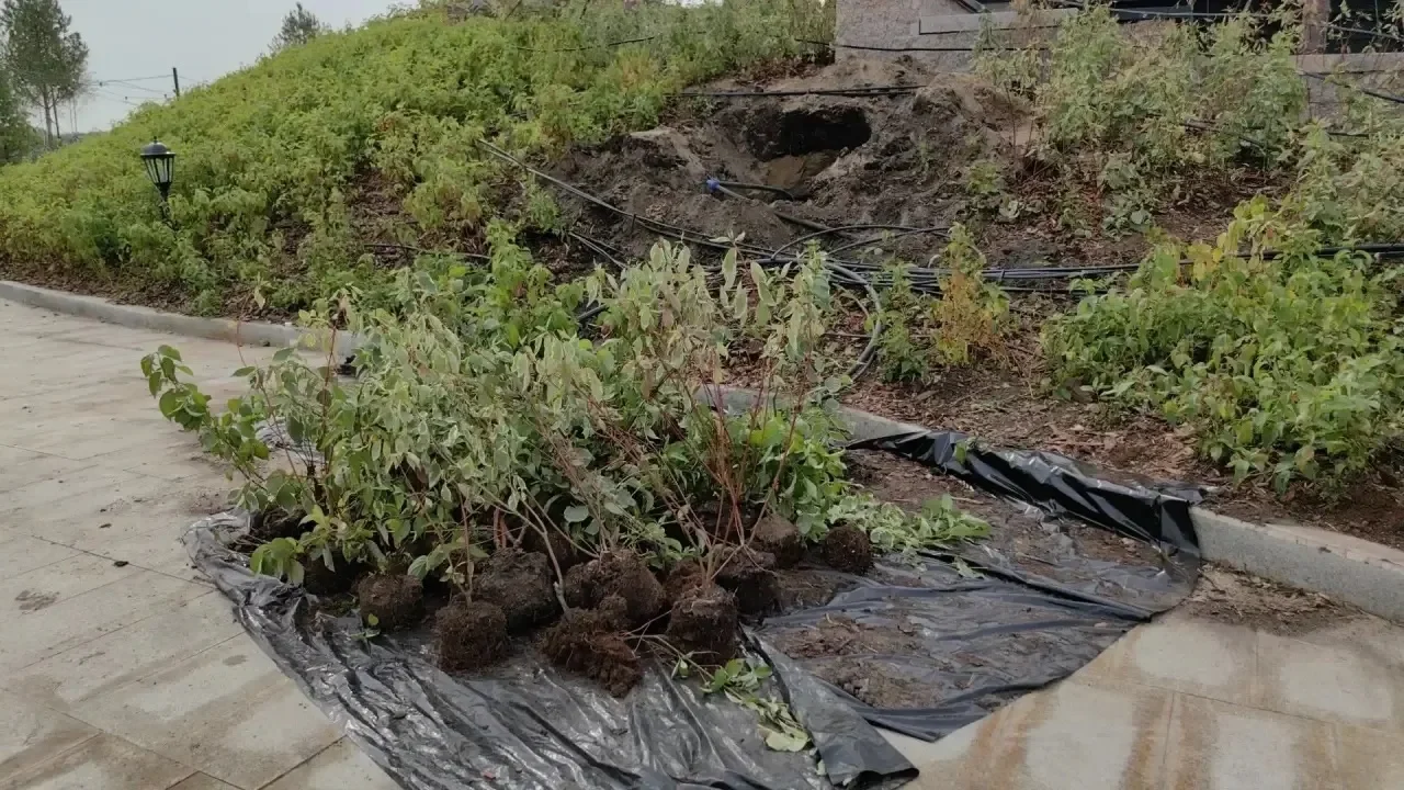 На набережной Омской крепости восстановили клумбы