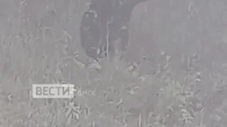 В Омской области заметили медведя