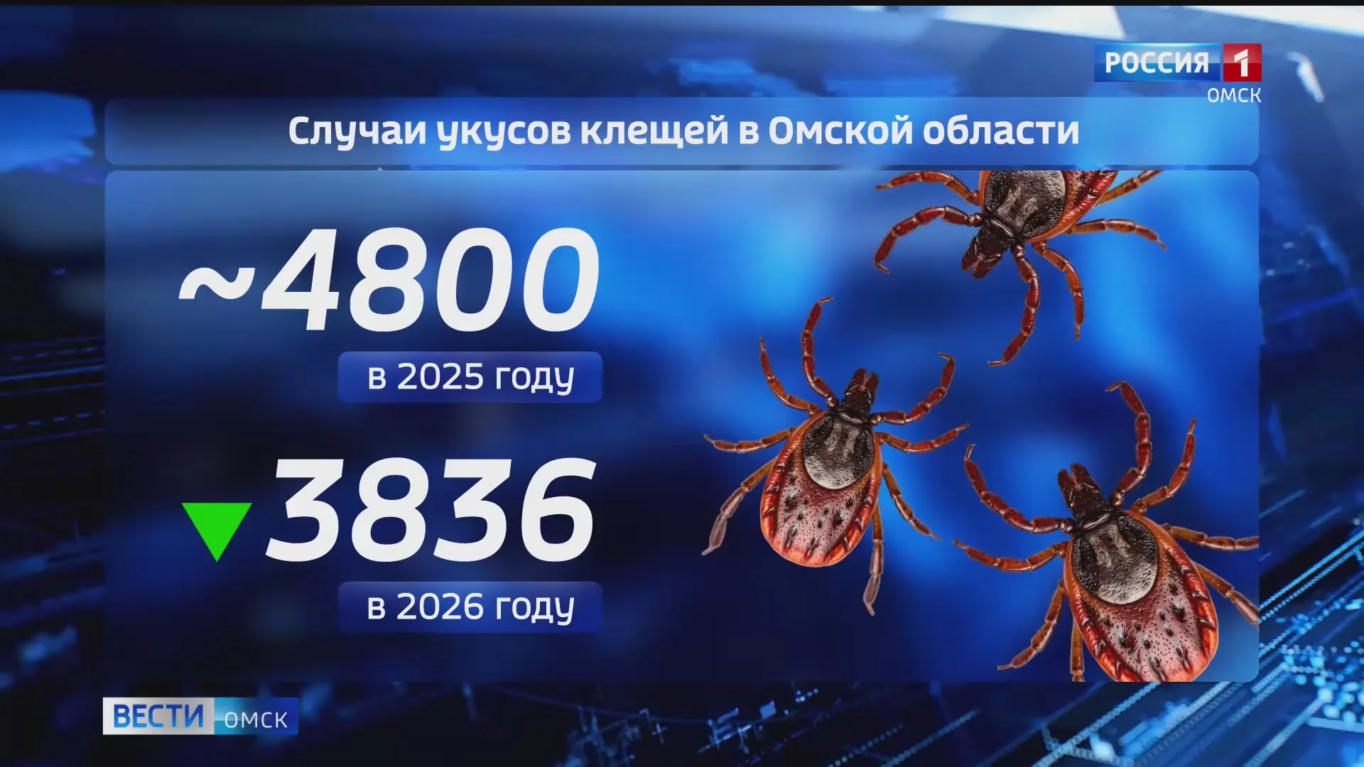 Клещи в этом году кусали омичей почти в полтора раза меньше, чем в 2025