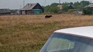 В Саргатском районе медведь вышел к людям