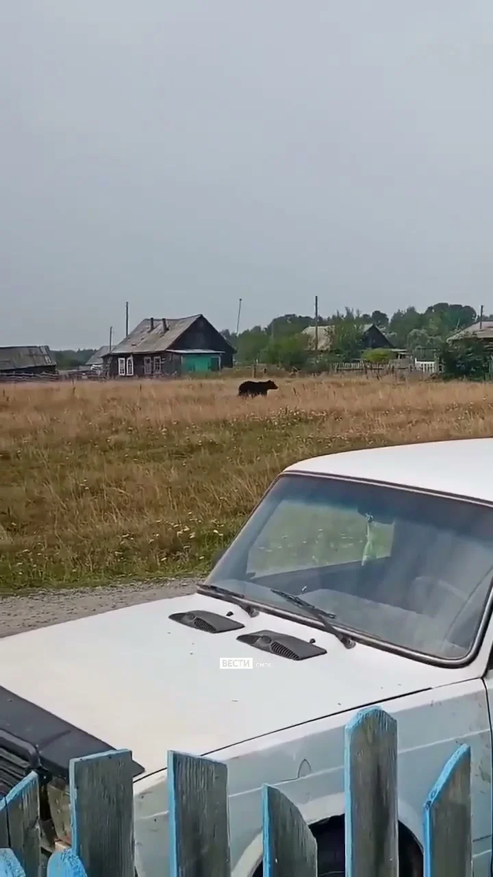 В Саргатском районе медведь вышел к людям