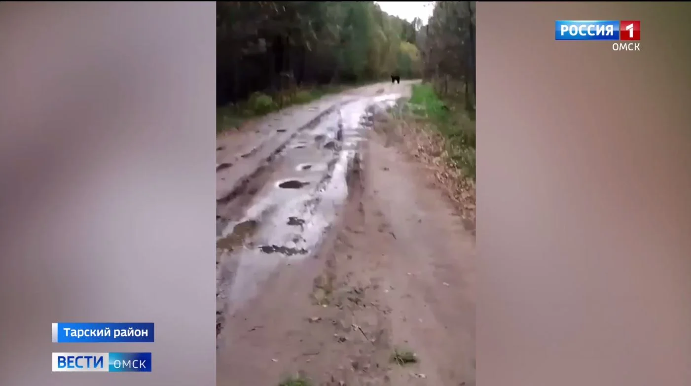 Косолапого хозяина тайги встретил на своем пути житель отдаленной деревни в Тарском районе