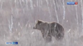 ️Сибиряк смог отбиться от медведя