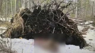 В Омской области в суд направили дело о незаконной охоте на лося