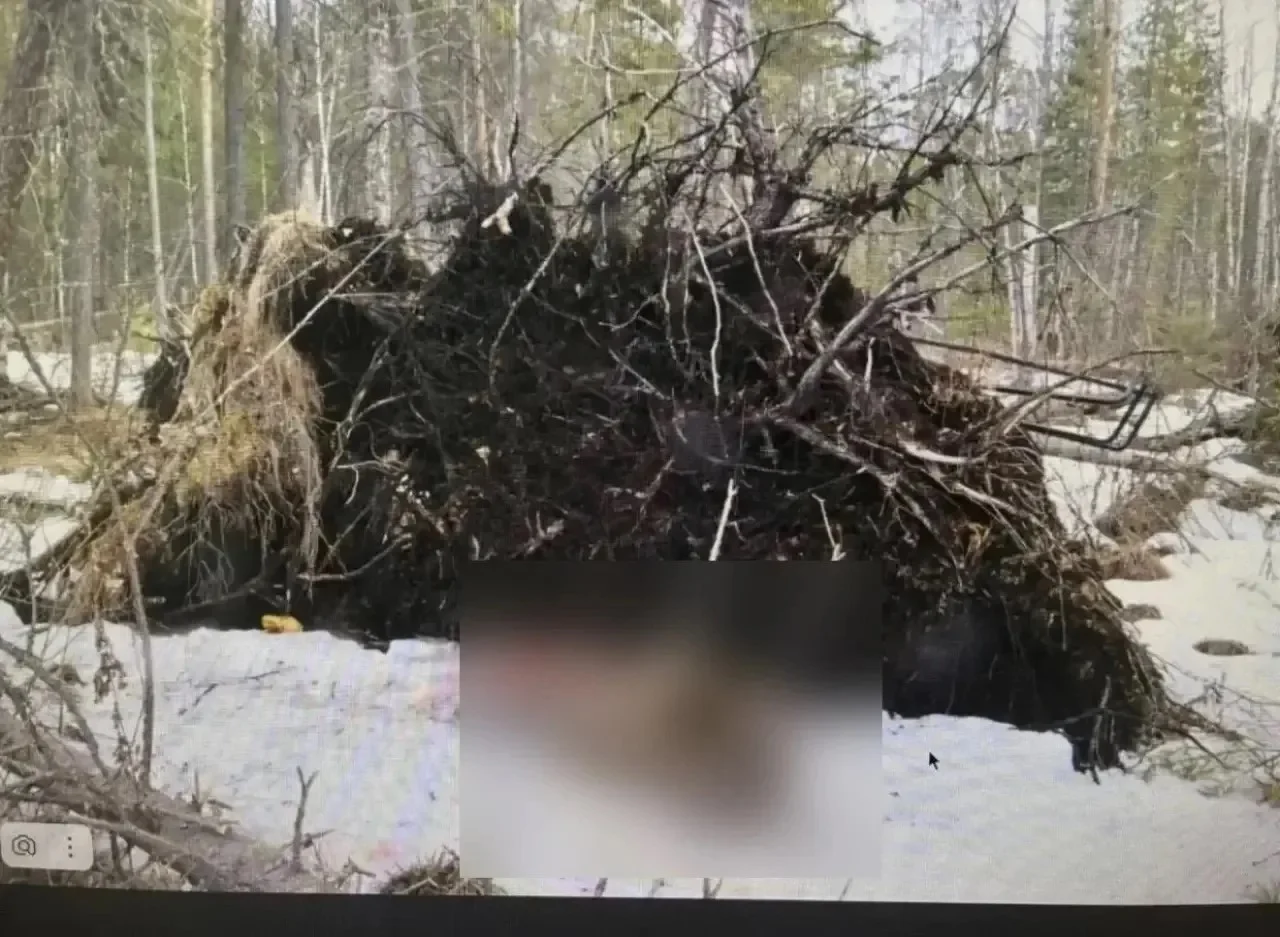 В Омской области в суд направили дело о незаконной охоте на лося