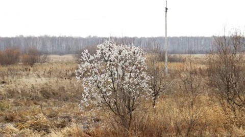 В Омской области распустилась верба