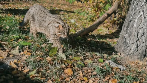 Домашняя кличка и дикий нрав: какой он — дальневосточный кот Василий из Большеречья