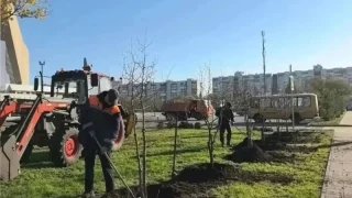 В Омске продолжается озеленение территорий