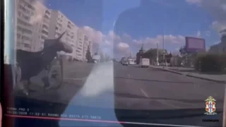 В Омске велосипедиста сбили на пешеходном переходе