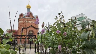 В Омске на Любинском проспекте зацвела сирень